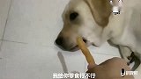 小泰迪拆家，老四保护它，冤枉赛文，结果赛文怒了，怒打老四