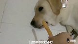 小泰迪拆家，老四保护它，冤枉赛文，结果赛文怒了，怒打老四