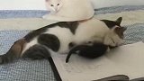 猫：快写作业，不然妈妈要收拾你！