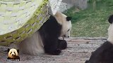 熊猫背靠大树吃东西，胖嘟嘟的背影让人着迷