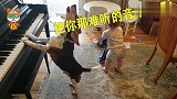 1岁宝宝正在开心的玩乐器，接下来狗狗的举动，爸妈都傻眼了