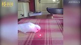 逗猫用的红外线还能逗鹦鹉？