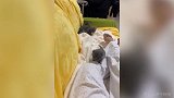 真·猫主子？生了孩子自己不养 瞪大眼睛看着铲屎官