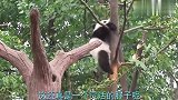 大熊猫因太胖把树枝压断,从树上掉了下来,镜头拍下搞笑一幕