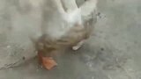 小奶狗：妈，我给你报仇了