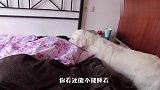 金毛想出门玩，不料主人赖床不起，下一秒忍住别笑