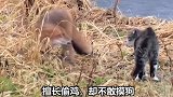 赤狐的叫声真的是萌化了无数的少女心