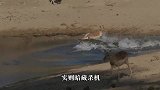 蝙蝠正在水中“嬉戏”，殊不知鳄鱼早有埋伏，没反应过来就被秒杀
