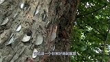现实生活中的“摇钱树”，浑身长满硬币，却无人敢拿！