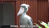 一个敢和二傻子拼智商的的大鸟，你爱了吗
