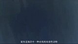 鲨鱼至今已有5亿多年的历史，为什么恐龙灭绝了它还没灭绝