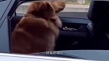 狗：怎么了这是，捂着被子伤心