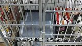 狗狗拆家被男子关进笼子，气的狗狗差点骂人，这狗成精了，逗