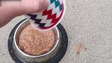 毛发好漂亮的猫咪啊，看这埋头吃的模样，真是蠢萌呢！