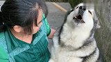 洛洛拒绝跑步锻炼，奶奶承诺锻炼回来给炖鸡腿吃，这货立马同意了