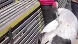 丹顶鹤出来遛弯了 网友：还挺亲民