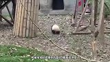 熊猫宝宝躲在墙角生闷气，饲养员安慰不料反被打，下一秒憋住别笑