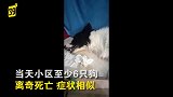 一年半时间 小区三次出现宠物狗集体死亡事件