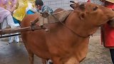 牛拉车护送医护人员进村