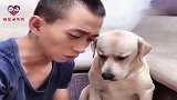 主人拿出砖头和鸡腿套路狗狗赛文，赛文：这家你是不想要了！逗