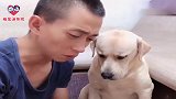 主人拿出砖头和鸡腿套路狗狗赛文，赛文：这家你是不想要了！逗