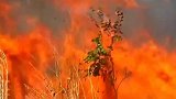 亚马孙森林大火已持续燃烧16天 “地球之肺”急需拯救