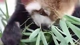 吃竹子的小熊猫，长相呆萌超可爱
