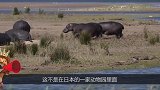 饲养员帮河马刷牙，河马乖巧的张开嘴巴配合饲养员：给我刷干净点