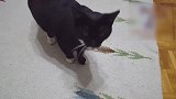 好多只猫咪啊，看这都仰着头的样子，这是在干什么呢