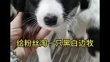 粉丝淘一只黑白边牧