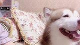 狗狗有多会撒娇