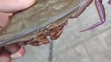 男子菜市场发现蟹老板