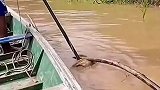 亚马逊流域的古老捕鱼方式，一把砍刀就完事