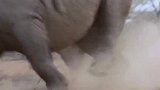 一向自信的犀牛首领追求爱情被拒绝！