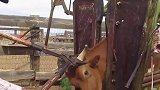 西班牙的公牛都要剪掉牛角，这是为什么？