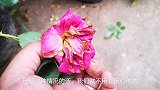 月季花瓣为什么会掉落？一定是4种原因所致，大家要上心