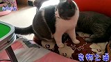 公猫第一次近距离接近小猫，它的反应让主人紧张起来，结果太逗了