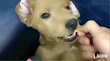 小迷糊拆家，被赛文指认，老四为了保护小迷糊，陷害赛文，太坏了