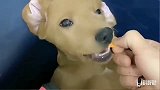小迷糊拆家，被赛文指认，老四为了保护小迷糊，陷害赛文，太坏了