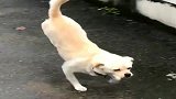 这狗是伤了后腿还是在表演杂技