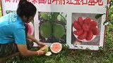 高明农业在泰国的红宝石青柚基地挂果成熟了！