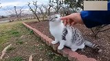 野外遇见一只颜值很高的流浪猫，想带回家收养却不敢