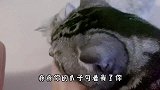 主人把手上洒满猫薄荷，猫咪直接吸上瘾了！