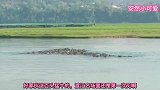 爆笑：百头猛牛渡江的名场面！