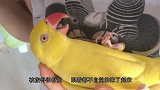 主人嫌鹦鹉的食物不好吃，小鹦鹉被气得跺脚，鹦鹉：有本事你别吃