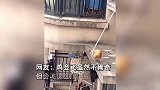 高层住户家的鸡出逃，面对“追捕”直接飞到对面高楼，网友：真飞“鸡”