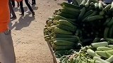 这是印度的黄瓜，没错ta是苦的