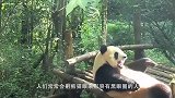 史上最艰难的翻身，刚出生的熊猫宝宝学习翻身，真是萌我一脸血啊