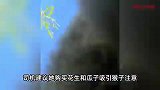 女子巴厘岛旅游被猴子抢走手机，意外收获“猴哥vlog”走红
