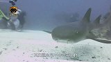 鲨鱼是海洋中的恶霸，它们居然不吃海豚，究竟是为什么